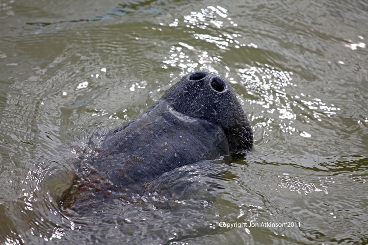 Manatee, Florida Keys. Manatee